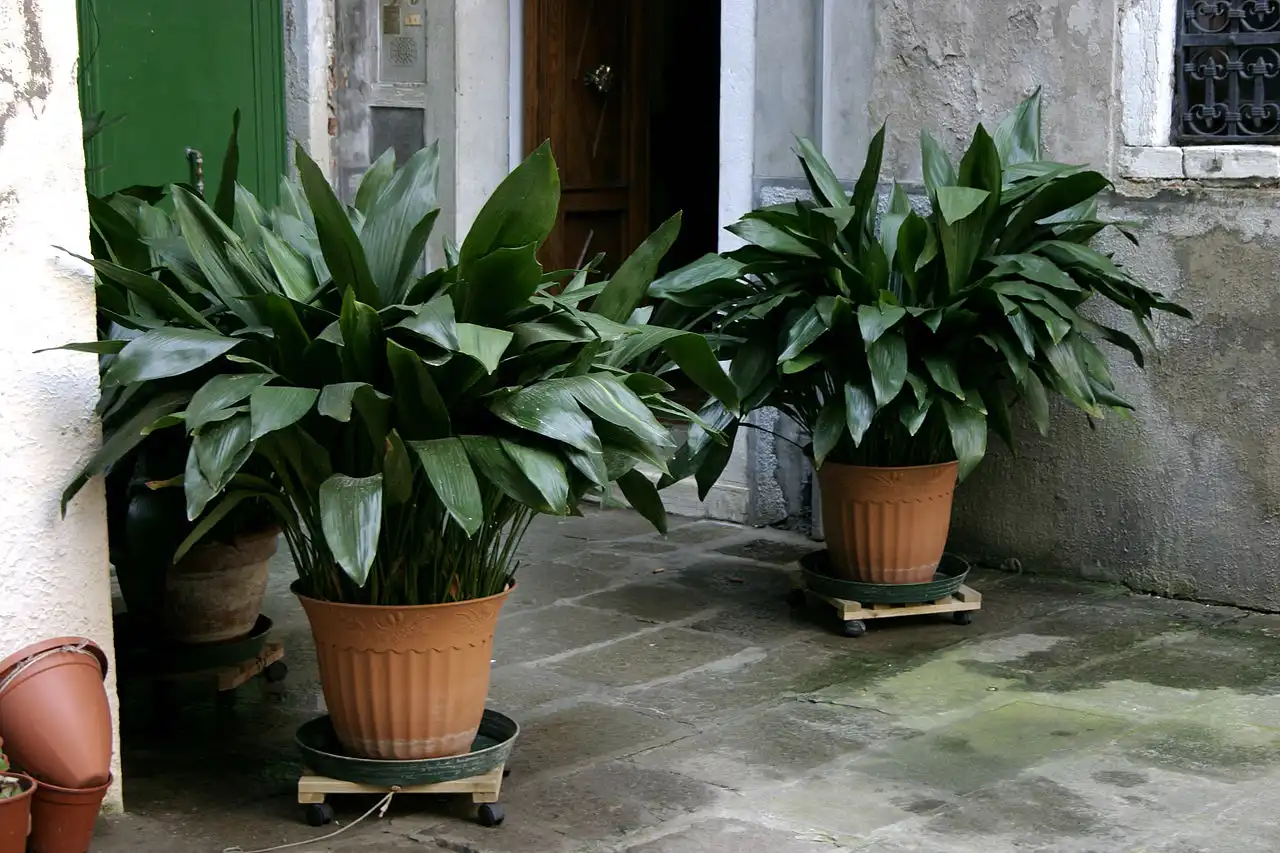 Aspidistra, sterke kamerplant