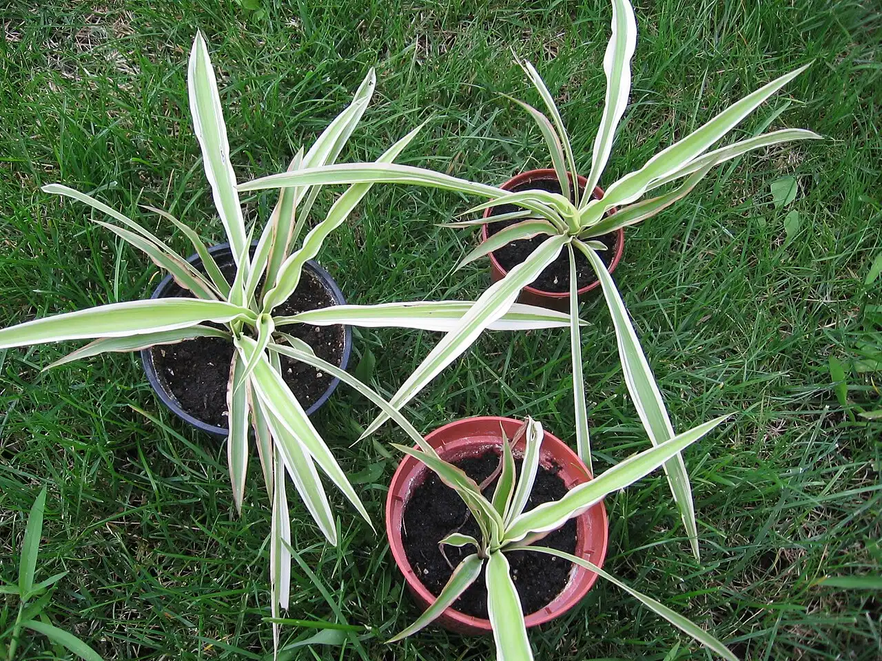 Chlorophytum, voorbeeldplant