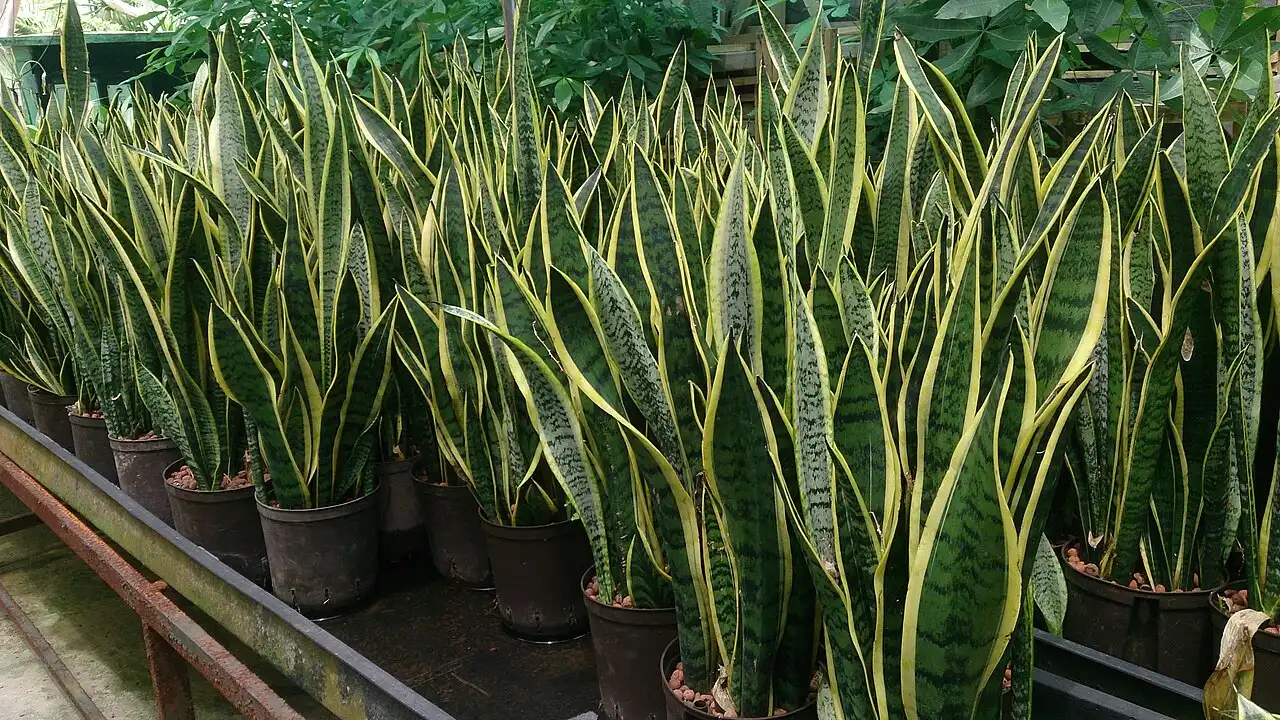 Sansevieria trifasciata Laurentii